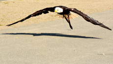 Weißkopf-Seeadler (24).jpg